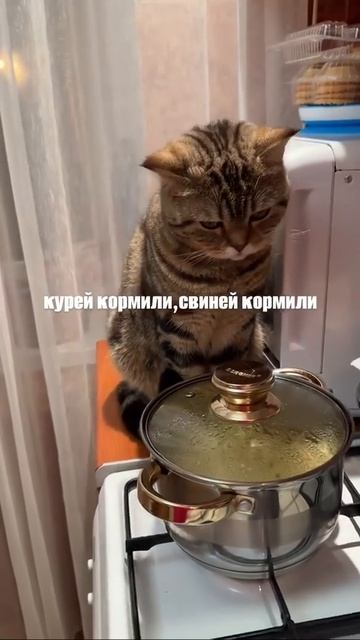 Мамуль, котика покормили?
