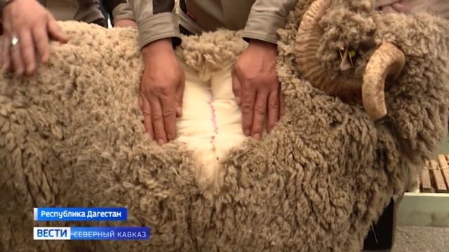 Выставка племенных  овец и коз прошла в Дагестане