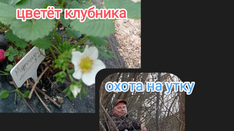 жизнь в Сибири/едем за цыплятами/охота на утку