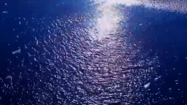 Сможешь (Жучков Михаил).mp4
