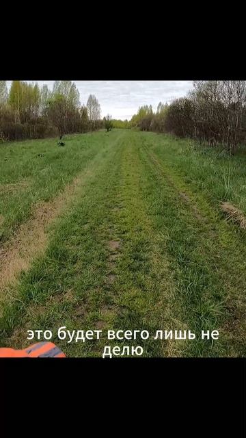 Километры в зелени.