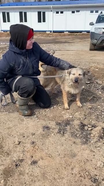 Мохнатое солнышко Чижа в поиске семьи! ❤️