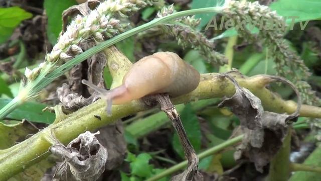 Слизень(слизняк) - тихоход-обжора. Слизни - Slugs.