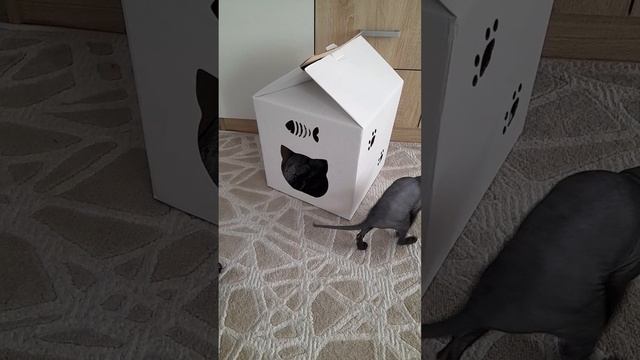 сфинкс Джанки изучает коробку