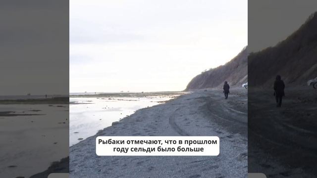 На Сахалине рыбаки ловят селёдку - руками #СахТерра #Сахалин #trip