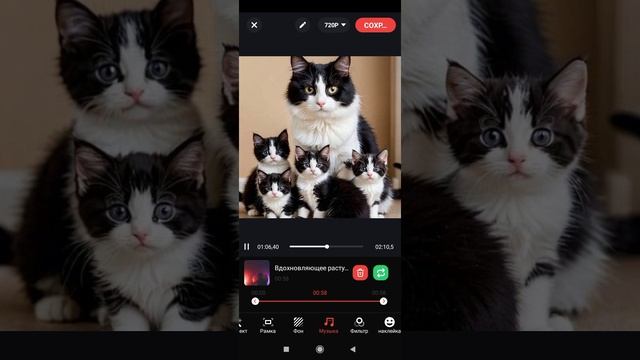 обзор на милых котиков часть 2