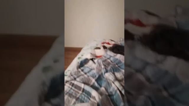 как сделать сосиски в тесте