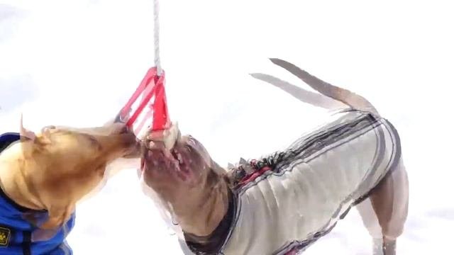ЛЕТТА и  БУШ (февраль 2021. Ухватка)