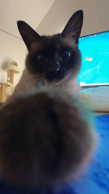 кошечка маргоша вас обнимает