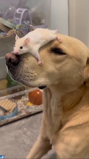 Дружные ребята...