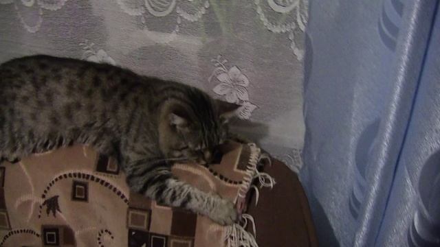 Барсик