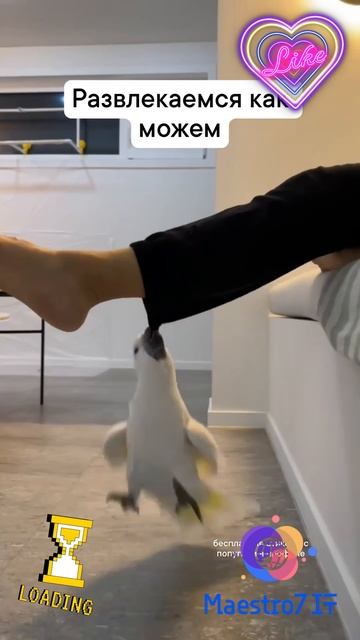 💡 Развлекается, как может