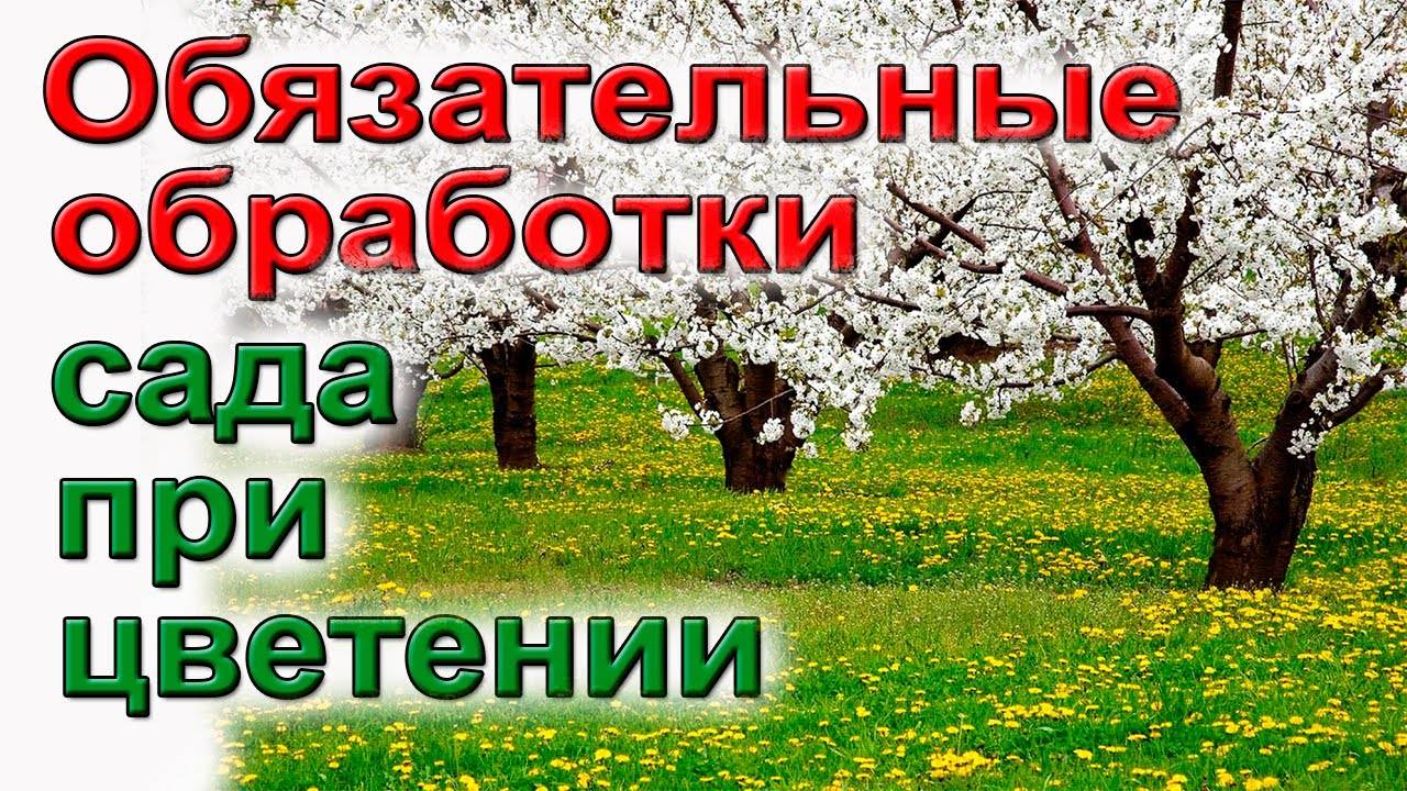 🌸 ОСНОВНАЯ ОБРАБОТКА САДА ВО ВРЕМЯ ЦВЕТЕНИЯ: Как избавиться от пустоцвета и повысить урожай 🍎🌿
