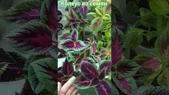 Колеус из семян 🌱 Однолетняя красота 🌞#колеус #черен