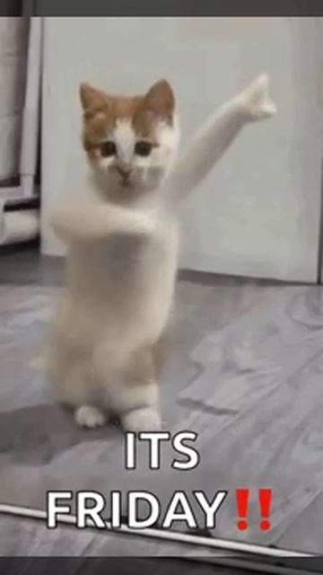 котан танцует под музон