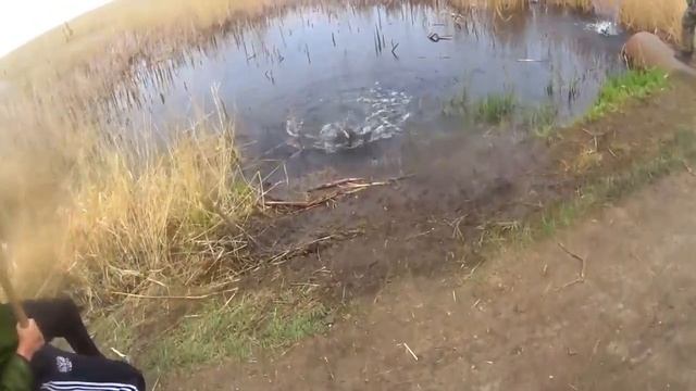 Эти Сазаны не давали нам покоя Болото полное Рыбы
