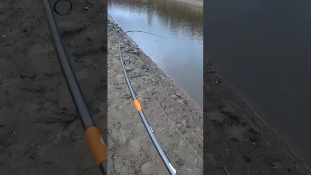 Дал жару судачок солидно👏