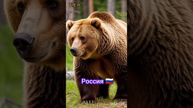 Россия 🇷🇺 💪Мишка 🧸 💪
