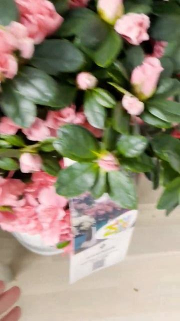 Фландрийские азалии, заказать в СПб instagram @janaplants