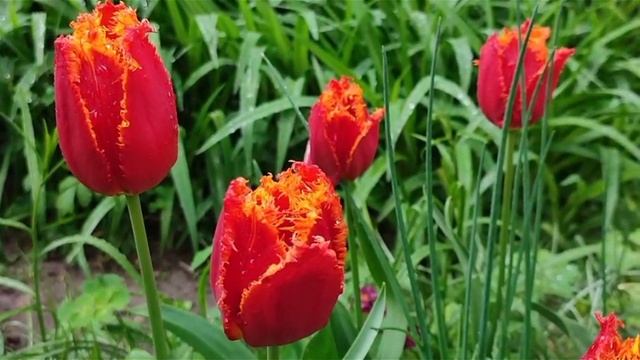 🌷  ТЮЛЬПАНЫ