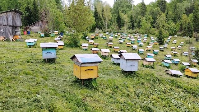 Пасека. Первые рои в сезоне. Собираем трудного роя.