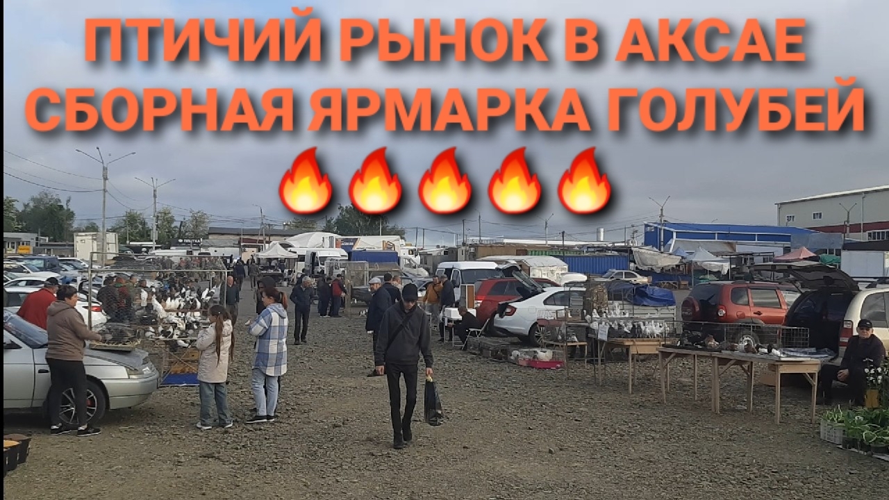 🔥🔥🔥 Птичий рынок в Аксае. Сборная ярмарка голубей 18.05.25. Pigeons Fair. Bird Market.