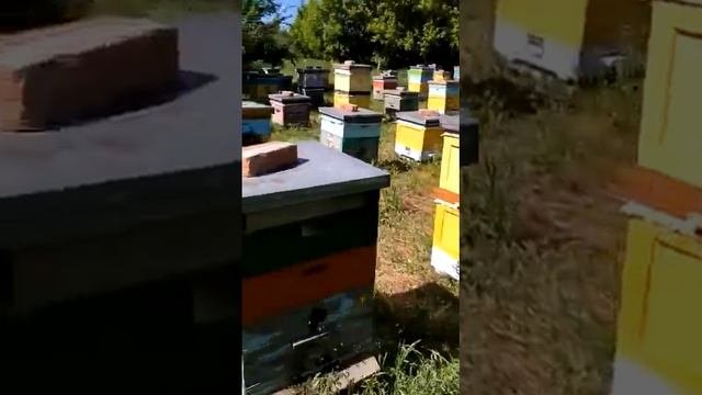 пасека ,обзор пасеки