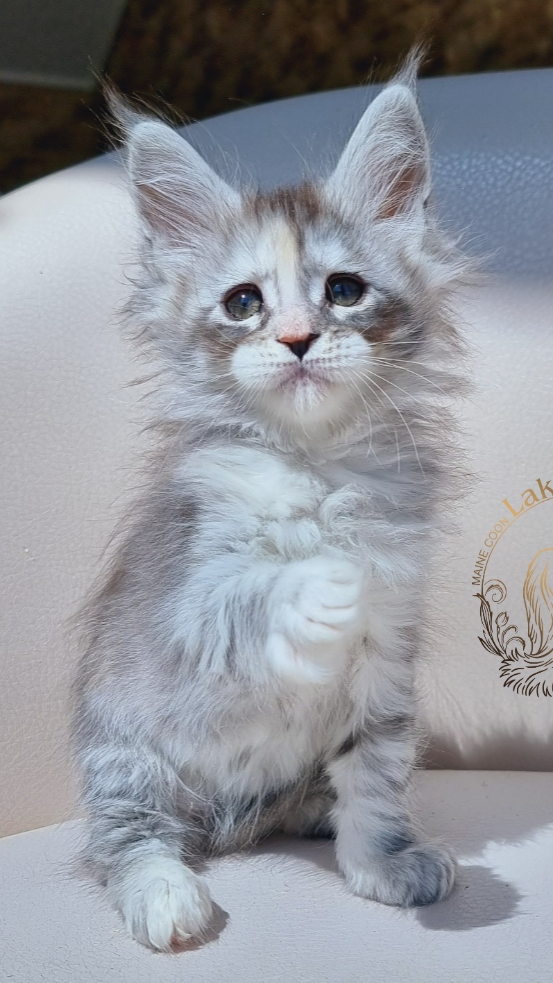 Simbochka Mos Lakshestar котенок мейн кун 1 месяц 27 дней.
