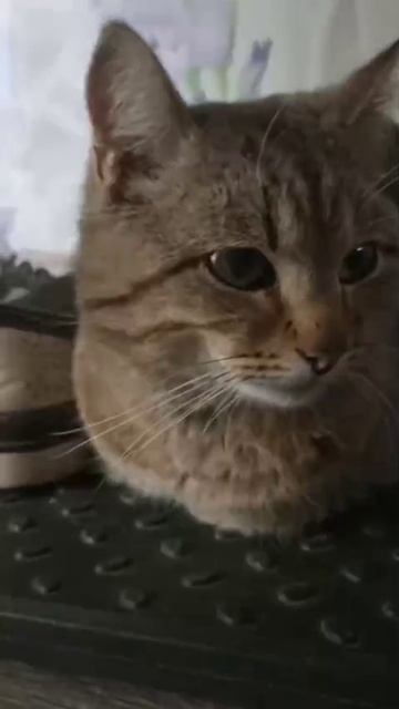 Школа или садик?