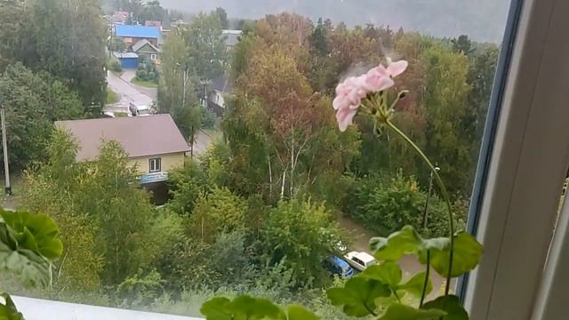 Дожди заливают! Цветы домашние. Женское счастье цвете?