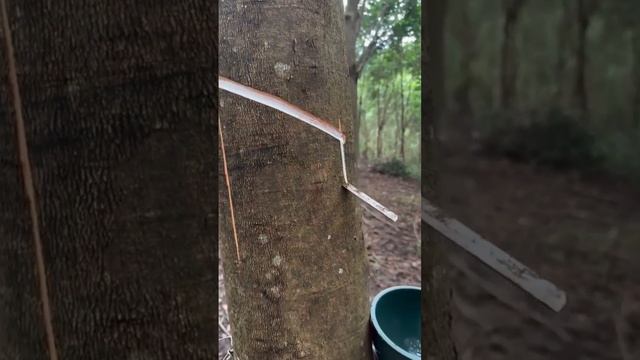 Собираем каучук