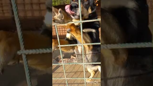 Псы Транспортной г.Сочи
