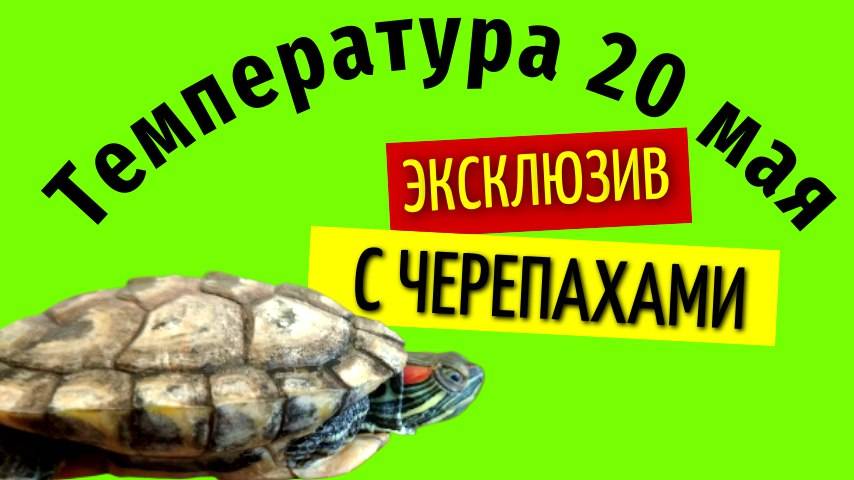 20 мая температура