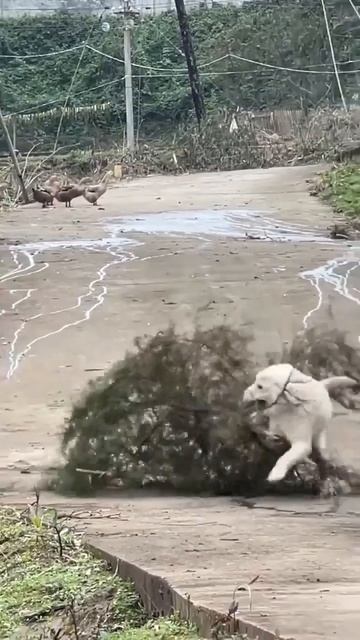 Старших нужно уважать и помогать.Молодец собакен!🤩❤️🐕👍