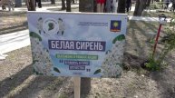Белую сирень высадили в память о героях Отечества