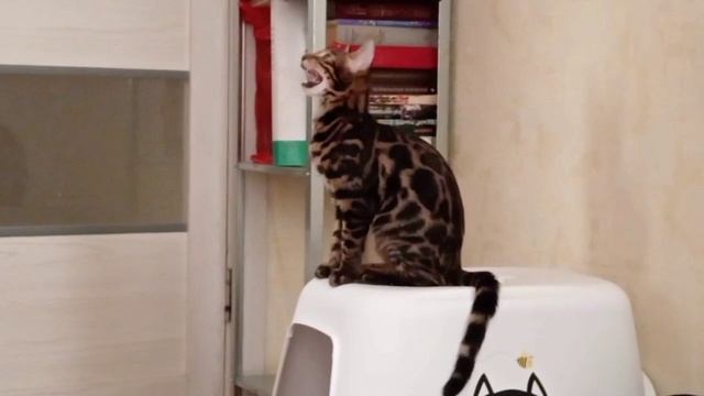 Весёлые бенгальчики и солнечные зайчики