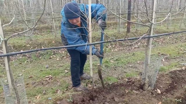 Работа в Англии . Высадка деревьев.