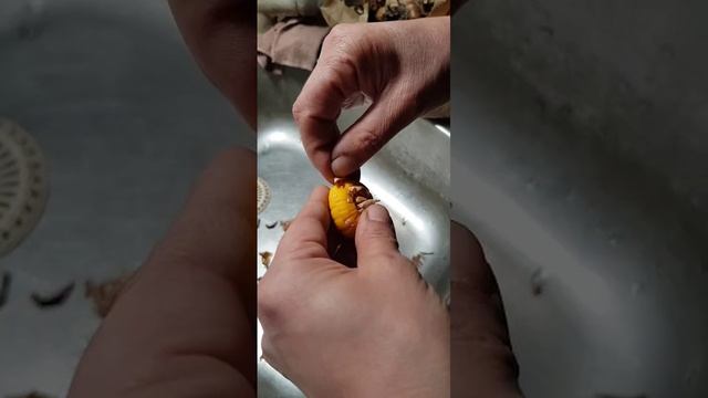 чистим луковицы перед посадкой