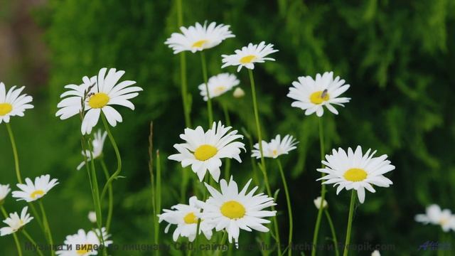 Звуки, которые оживляют пейзажи! - The Way I Feel -- Derek Clegg -- Good Graces
