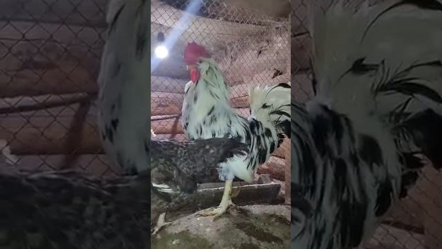 Куры нашего хозяйства. Барвистая+Легорн далматинец.