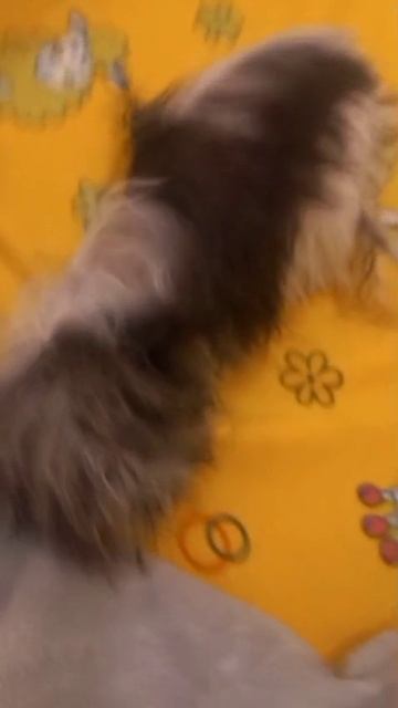 сухим хэльку🐶