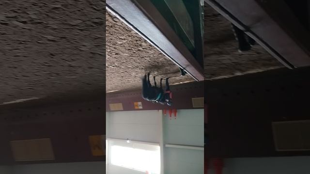я еду на коннюшню