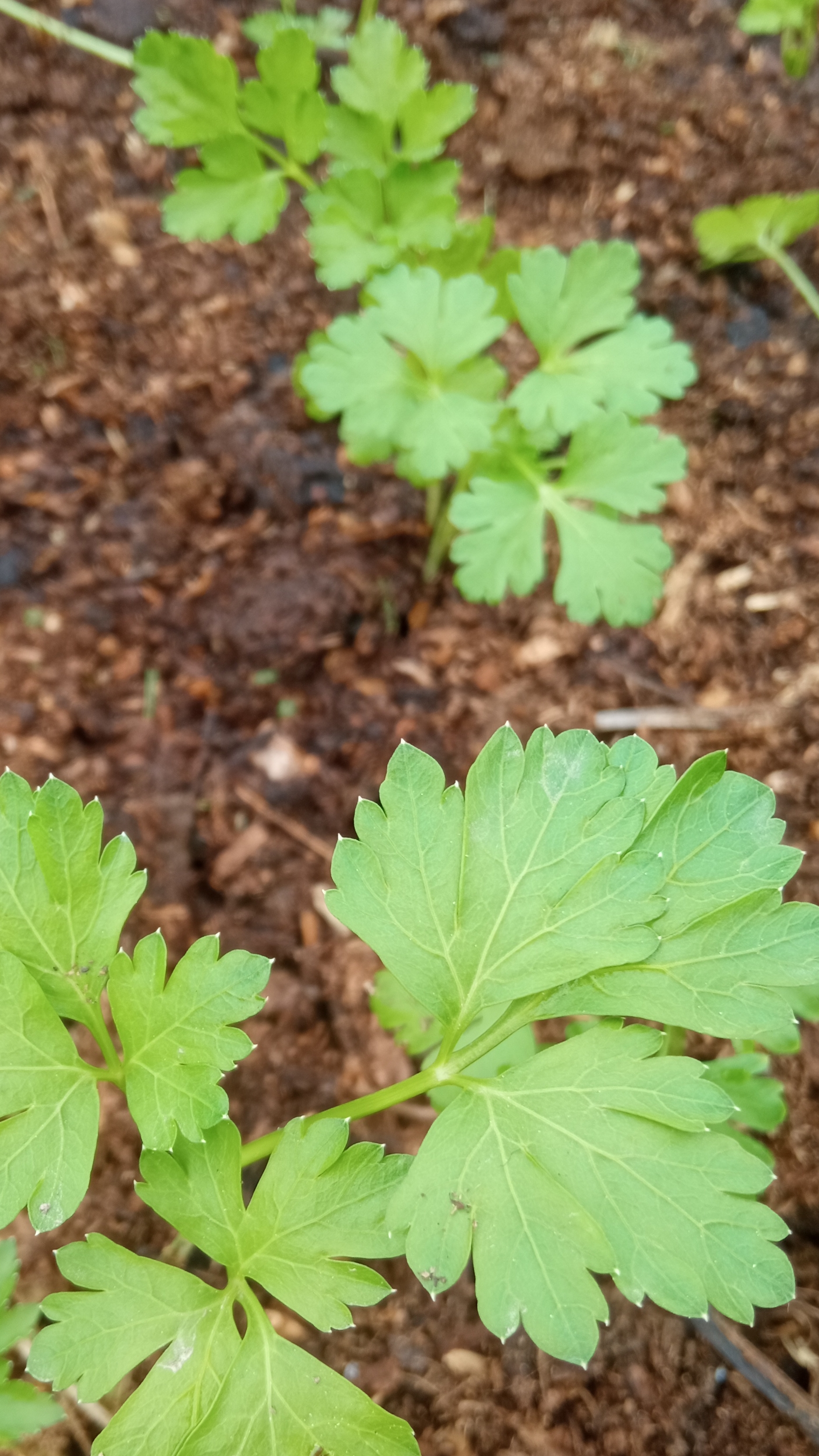 Петрушка рассадой - отличный способ выращивания. Высадка рассады петрушки в ОГ.