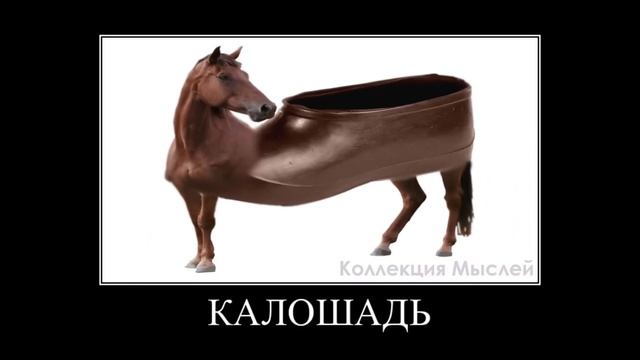 Животные + ШИЗА =