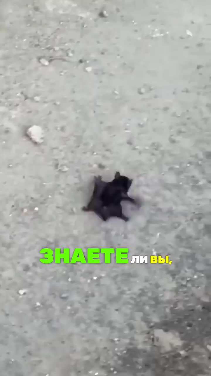 Как летучие мыши летают ВСЛЕПУЮ?