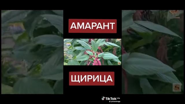 Зелёная здравница 8