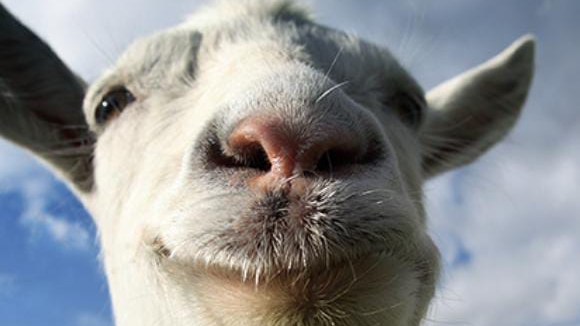 играем в goat simulator