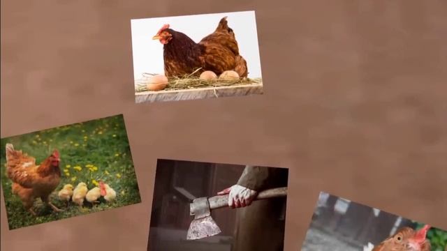 Слышь ты кого Курицей назвал (Курица сказала