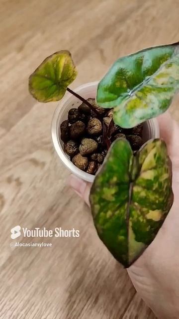 Алоказия принцесса юкотан варигатная 🥰