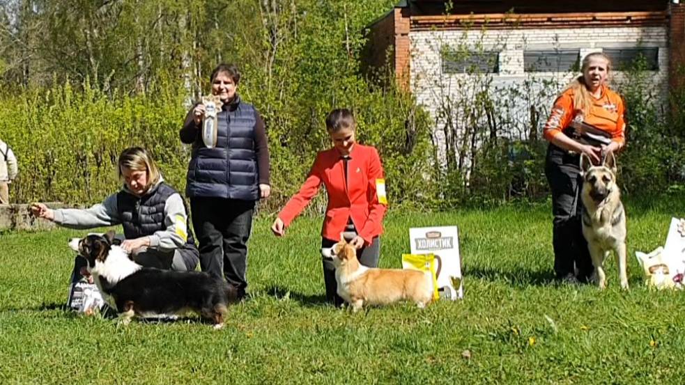 17.05.2025, СПб. Клуб "Кредо" (РКФ, РФОС). Выставка собак САС 1 группы FCI